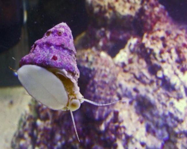 Astrea Turbo Snail