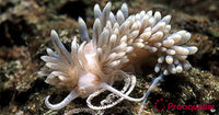 Berghia Nudibranch (3 Pack)