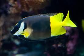 BiColor Foxface