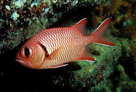 Big Eye Soldierfish