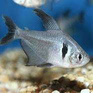 Black Phantom tetra