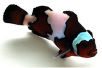 Blacker Ice Ocellaris