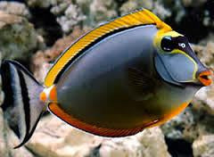 Blonde Naso Tang (Med)