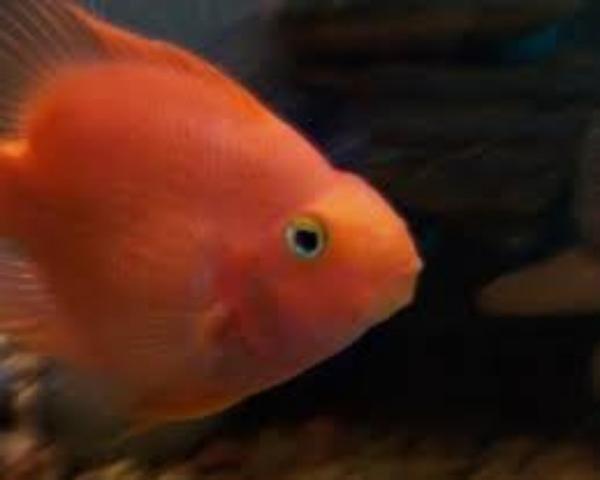 Blood Parrot Cichlid