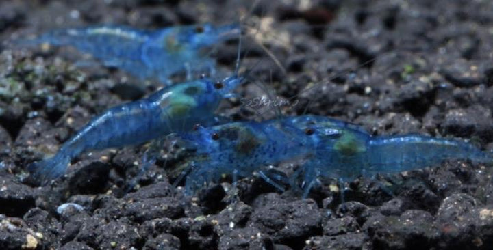 Blue Velvet Shrimp