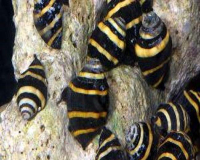 Bumble Bee Snail