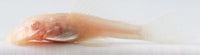 Bushy Nose Albino Gold Pleco
