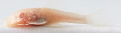 Bushy Nose Albino Gold Pleco