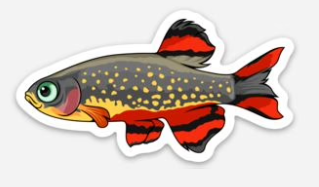 Celestial Pearl Danio Sticker 3"