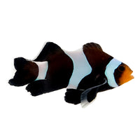 Chocolate Mocha Roundtail Longfin Clownfish