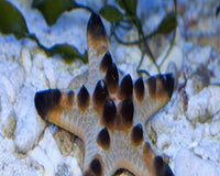 Chocolate Chip Starfish