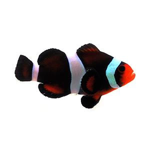 Chocolate Mocha Clownfish