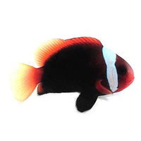 Cinnamon Clownfish