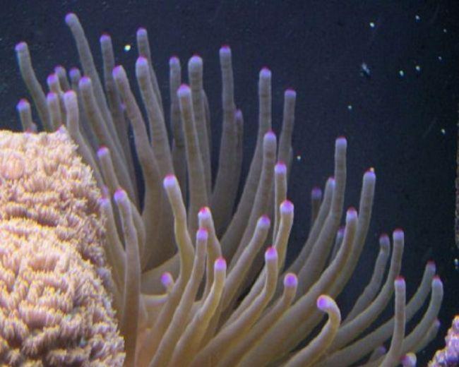 Condy Anemone