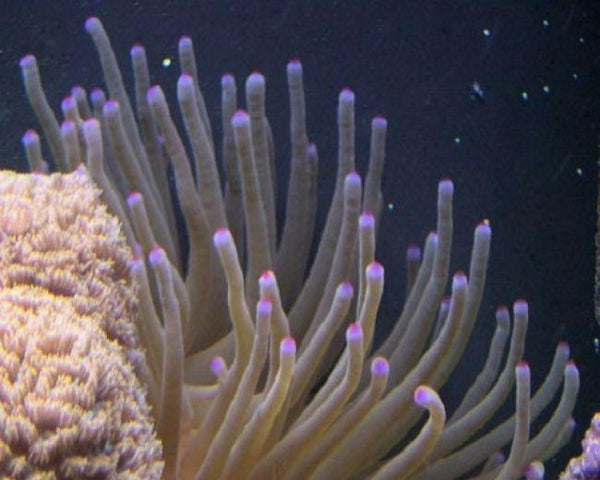 Condy Anemone