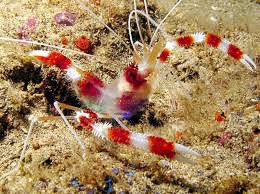 Banded Coral Shrimp