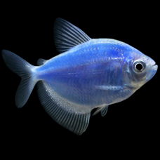 GloFish Tetra