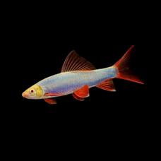 GloFish Shark - Assorted