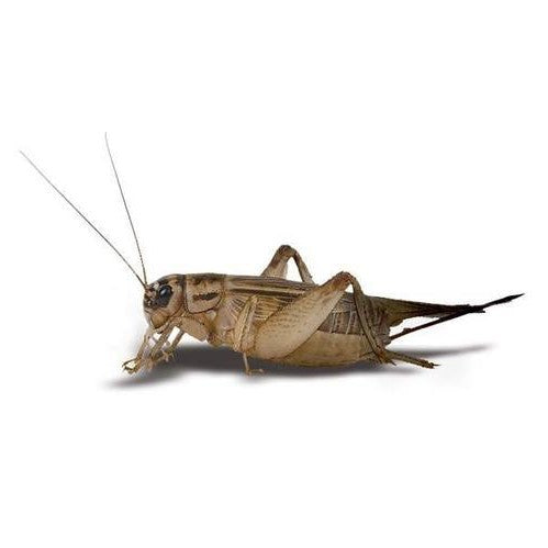 Cricket 3/4" Medium