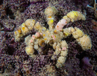 Spider Decorator Crab