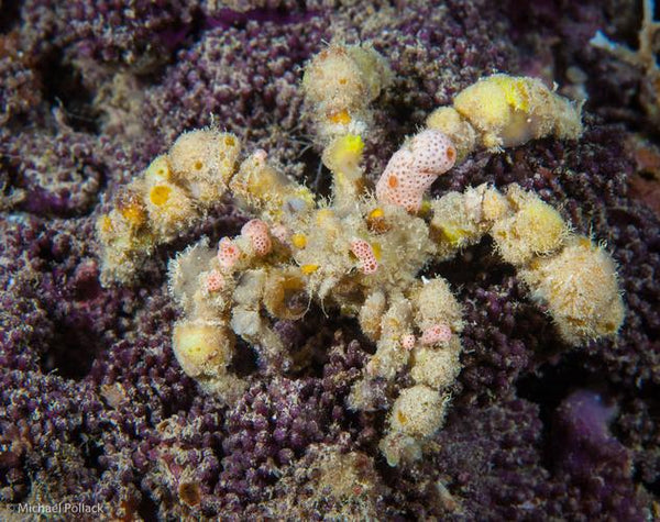 Spider Decorator Crab