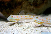 Diamond Goby