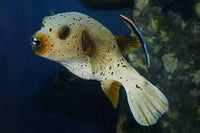 Arothron Dog Face Puffer