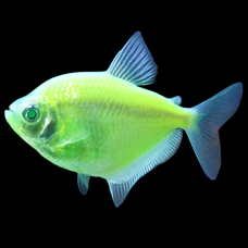GloFish Tetra