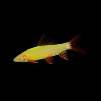 GloFish Shark - Assorted
