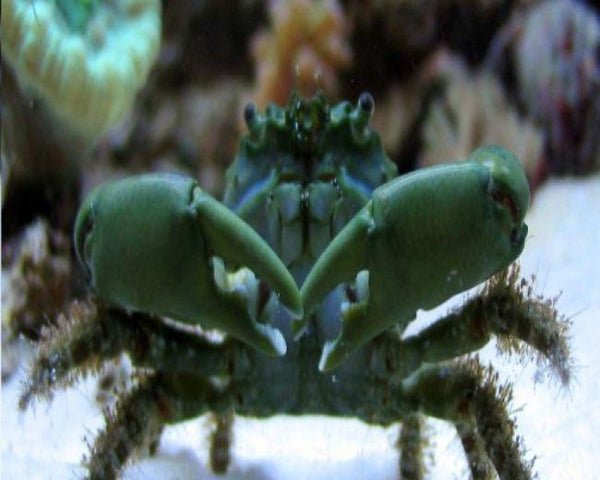 Emerald Crab