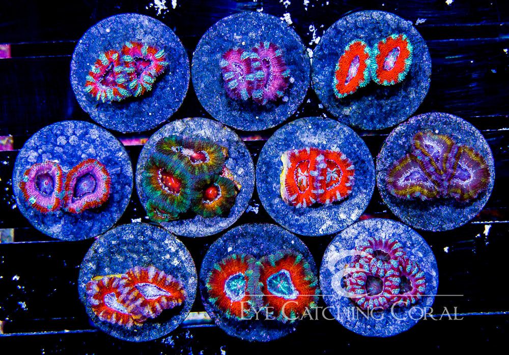 Ultra Acan Coral