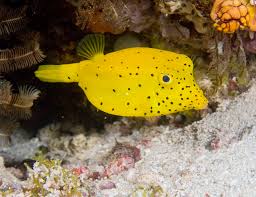 Cubicus Boxfish