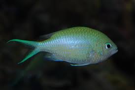 Blue Green Chromis Large