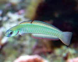 Zebra Barred Dartfish