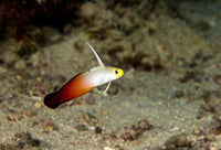 Firefish