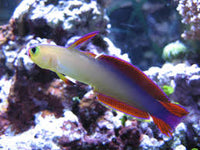 Purple Firefish