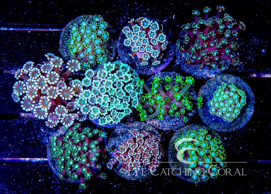 Alveopora Coral