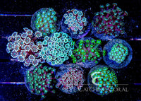 Alveopora Coral