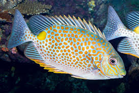 Orangespot Rabbitfish