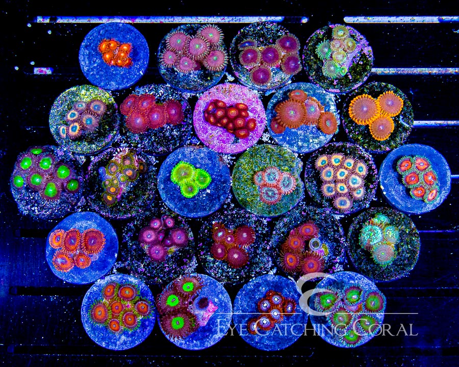 ECC Zoanthid Frag