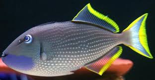 Blue Throat (Male) Triggerfish