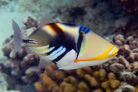 Humu Picasso Triggerfish – Reeflifeaquariums.com