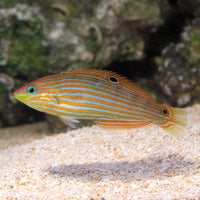Melanurus Wrasse