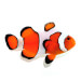 Fancy White Gladiator DaVinci Clownfish