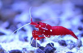 Blood Red Fire Shrimp