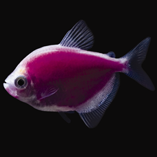 GloFish Tetra