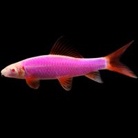 GloFish Shark - Assorted