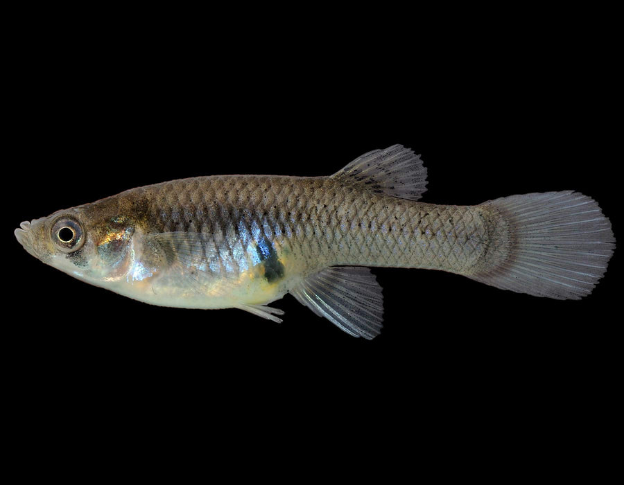 Gambusia Mosquito Fish