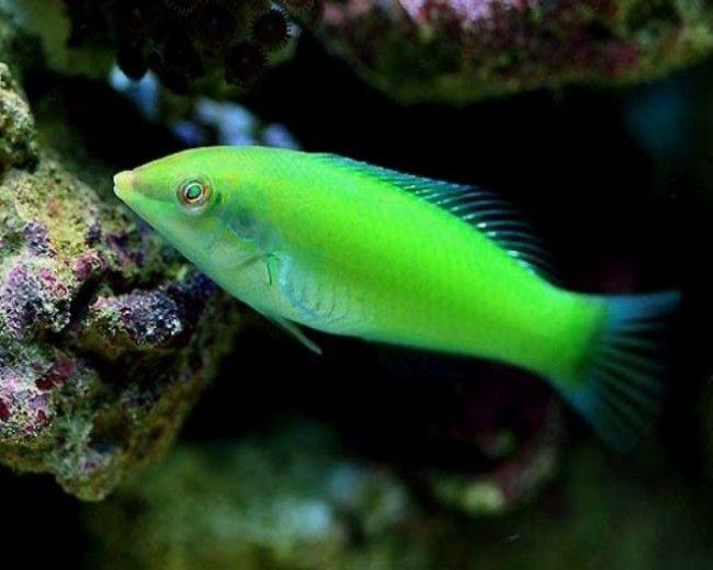 Green Coris Wrasse