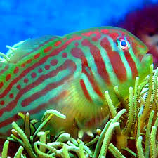 Green clown goby care outlet